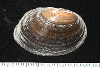 藏品(青蚌)的圖片