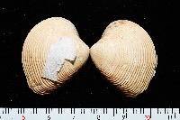 藏品(皺肋文蛤)的圖片