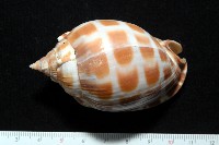 藏品(棋盤鬘螺)的圖片