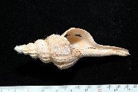 藏品(圓長旋螺)的圖片