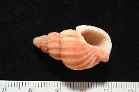 藏品(玫瑰峨螺)的圖片