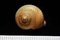 藏品(雲紋鐘螺)的圖片