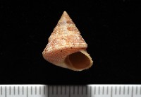 藏品(甲上鐘螺)的圖片