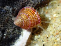 藏品(金門鐘螺(洪氏麗口螺))的圖片