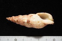 藏品(小平頭布紋螺)的圖片