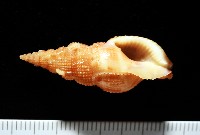 藏品(細鋸布紋螺)的圖片