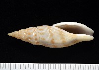 藏品(發現布紋螺)的圖片