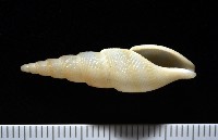 藏品(秉川布紋螺)的圖片