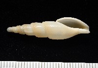 藏品(玉樹布紋螺)的圖片