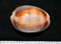 藏品(金棗寶螺)的圖片