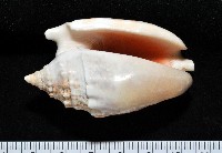 藏品(緋袖鳳凰螺)的圖片