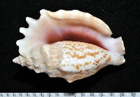 藏品(紫袖鳳凰螺)的圖片