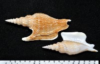 藏品(金斧鳳凰螺)的圖片