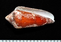 藏品(美華芋螺)的圖片