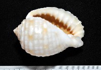 藏品(巴西粗齒鶉螺)的圖片