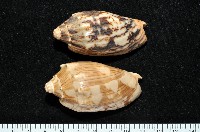 藏品(蝙蝠渦螺)的圖片