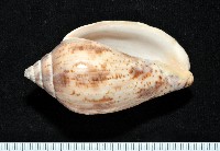 藏品(棕線渦螺)的圖片