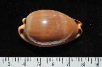 藏品(大四眼寶螺)的圖片