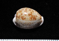 藏品(紫緣寶螺)的圖片