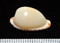 藏品(小無齒寶螺)的圖片