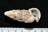 藏品(鴞蟹守螺)的圖片