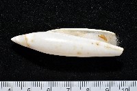 藏品(飛彈螺)的圖片
