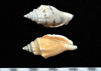 藏品(黑嘴鳳凰螺)的圖片