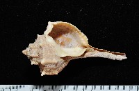 藏品(染料骨螺)的圖片