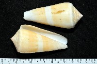 藏品(聳肩芋螺)的圖片