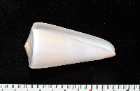 藏品(胭脂芋螺)的圖片