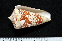 藏品(海軍上將芋螺)的圖片
