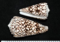 藏品(花巾芋螺)的圖片