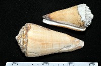 藏品(長距芋螺)的圖片