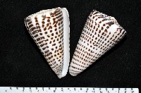 藏品(字碼芋螺)的圖片