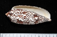 藏品(宮廷芋螺)的圖片