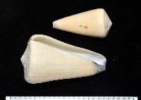 藏品(玉女芋螺)的圖片