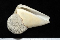 藏品(蠟黃芋螺)的圖片