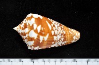 藏品(阿瑪迪芋螺)的圖片