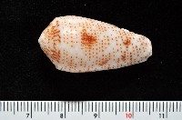 藏品(飛蠅芋螺)的圖片