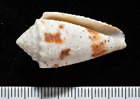 藏品(雲朵芋螺)的圖片