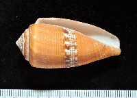 藏品(花帶芋螺)的圖片