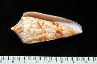 藏品(海神芋螺)的圖片