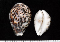 藏品(黑星寶螺)的圖片