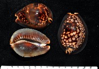 藏品(龜甲寶螺)的圖片