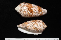 藏品(織錦芋螺)的圖片