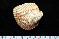 藏品(草莓鳥尾蛤)的圖片