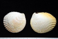 藏品(方鳥尾蛤)的圖片