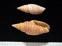 藏品(巧彫筆螺)的圖片