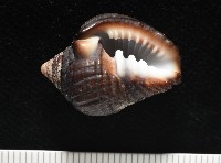 藏品(鐵齒蛹筆螺)的圖片