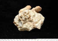 藏品(礫石綴殼螺)的圖片